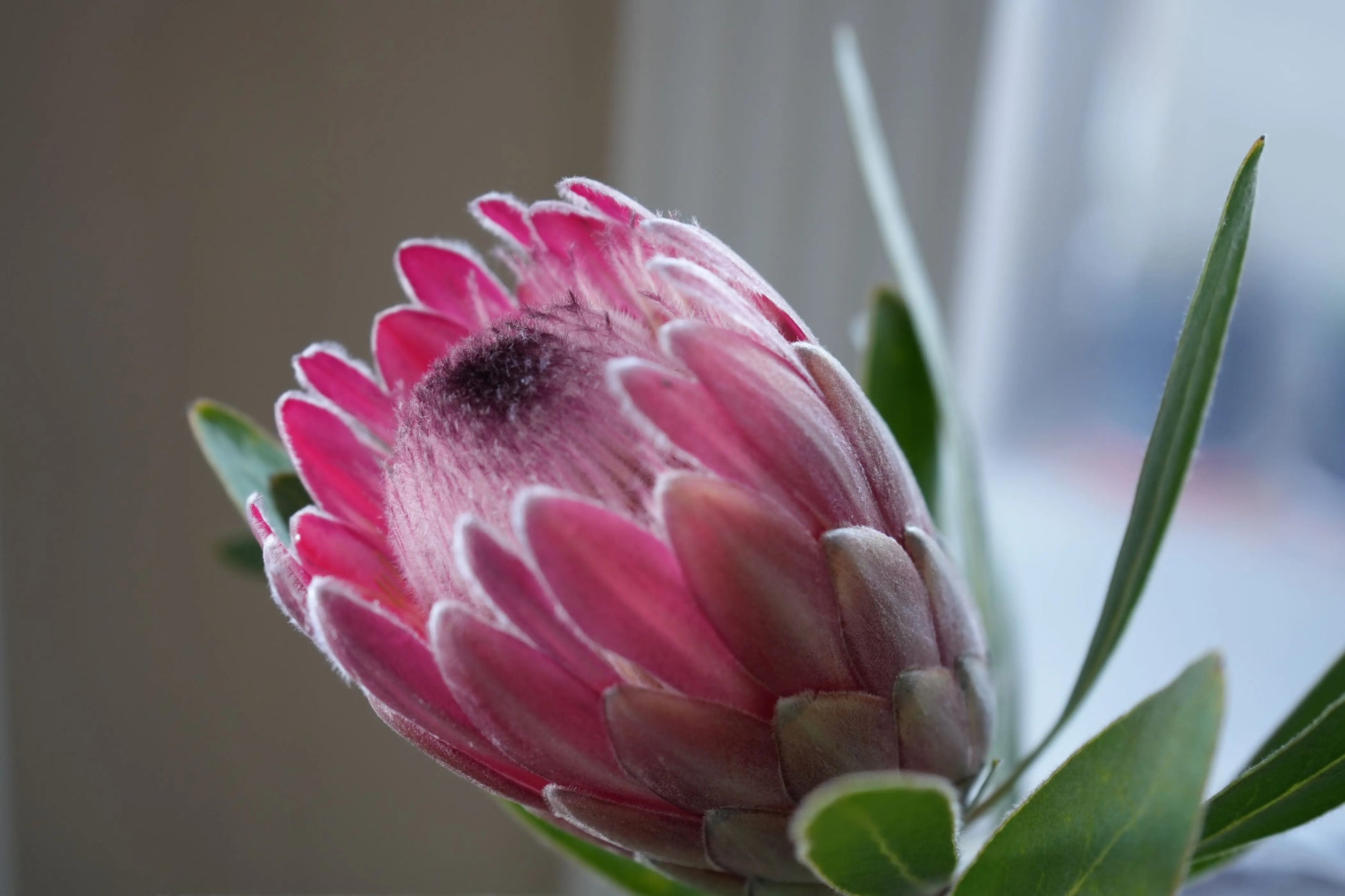 Protea 'Pink Ice': vibrant pink petals and delicate structure flowers Bonte Farm