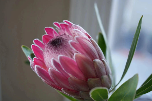 Close-up of Protea Pink Ice flower with vibrant pink petals and green leaves