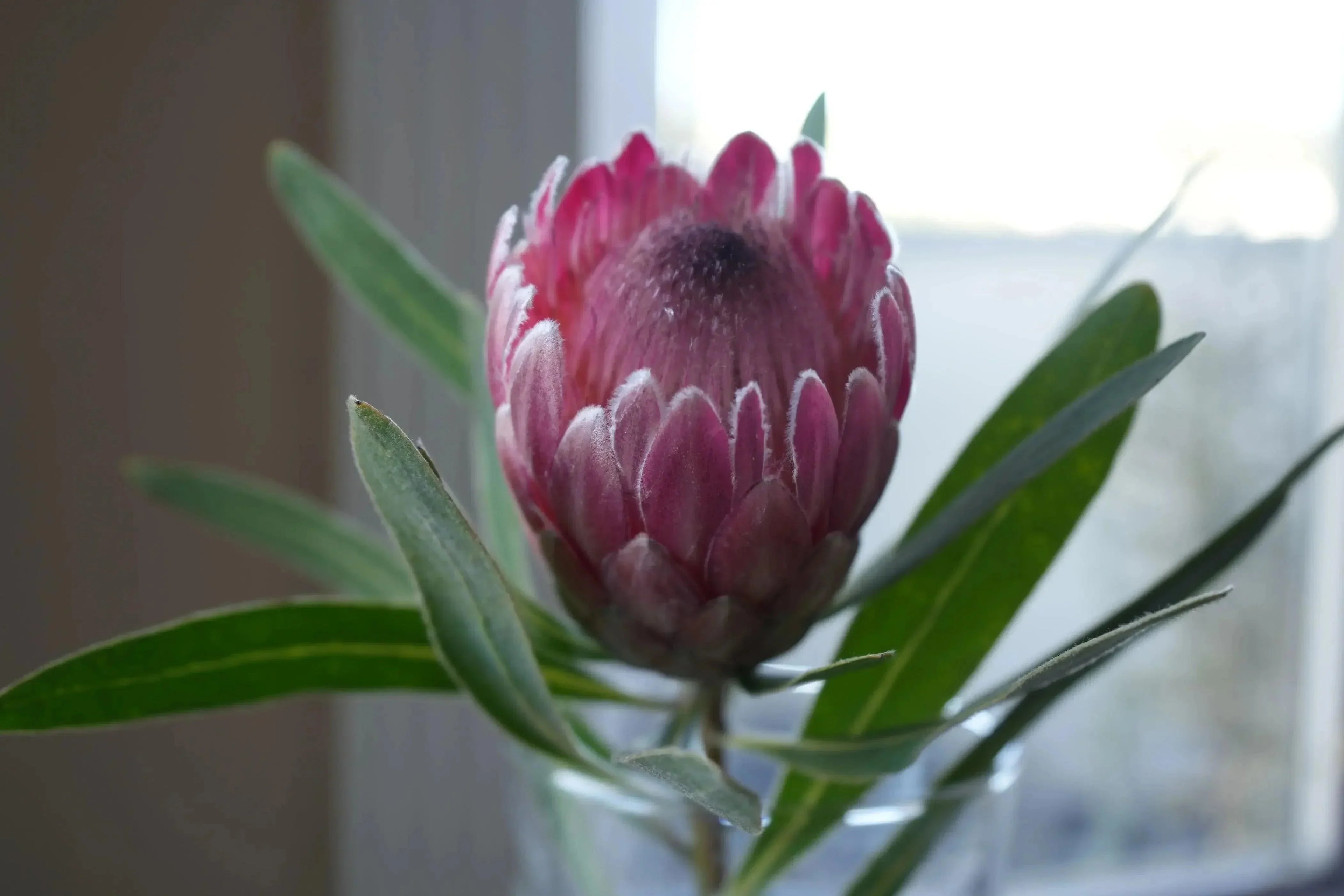 Pink Ice protea flower with vibrant pink petals and green leaves, close-up indoors