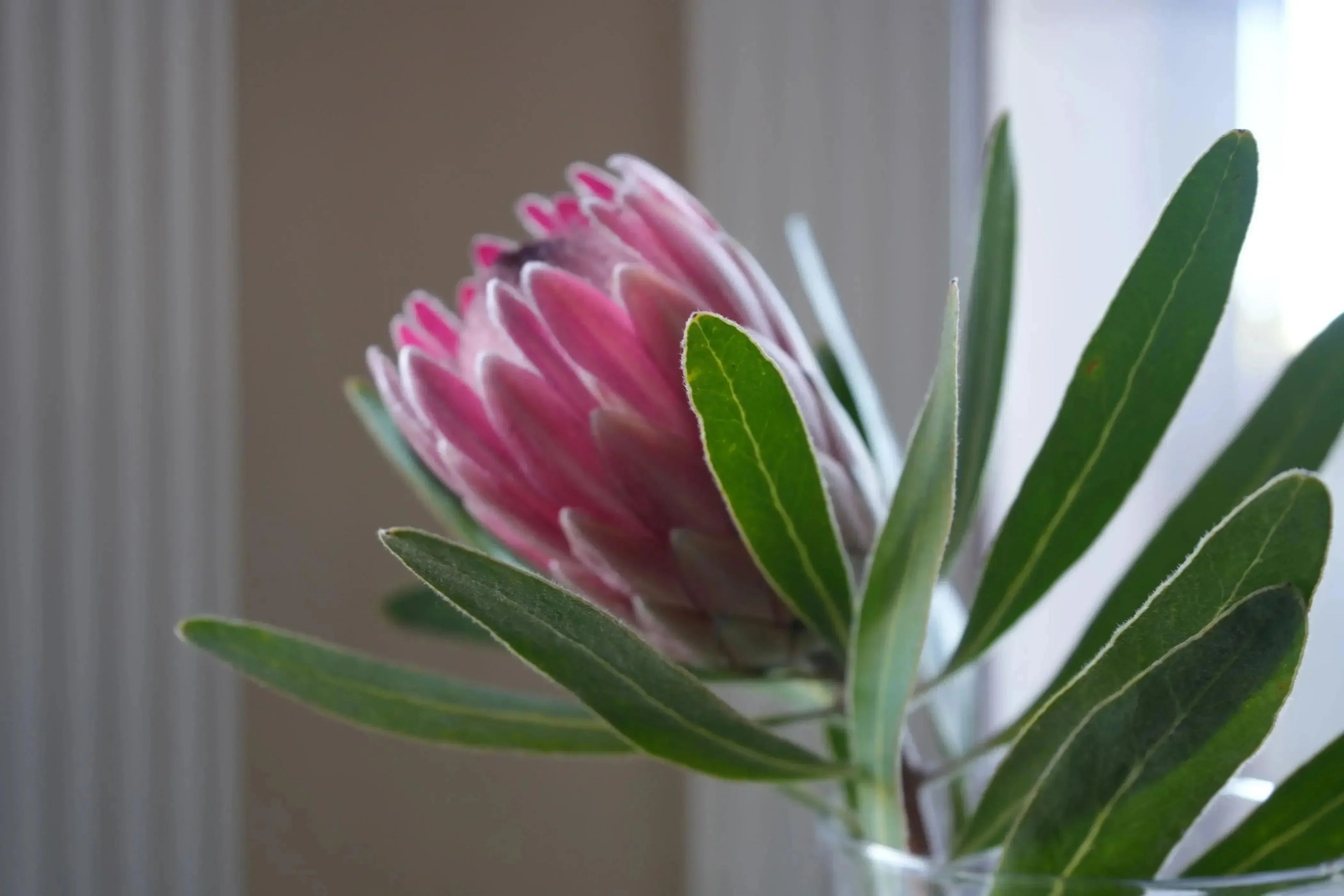 Pink Ice protea flower with vibrant pink petals and green leaves in natural light