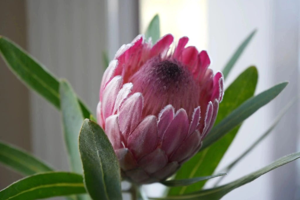 Pink Ice protea flower with vibrant pink petals and green leaves close up