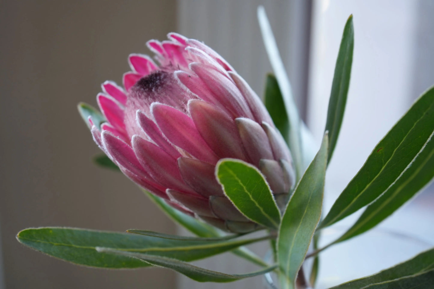 Protea 'Pink Ice': vibrant pink petals and delicate structure flowers Bonte Farm