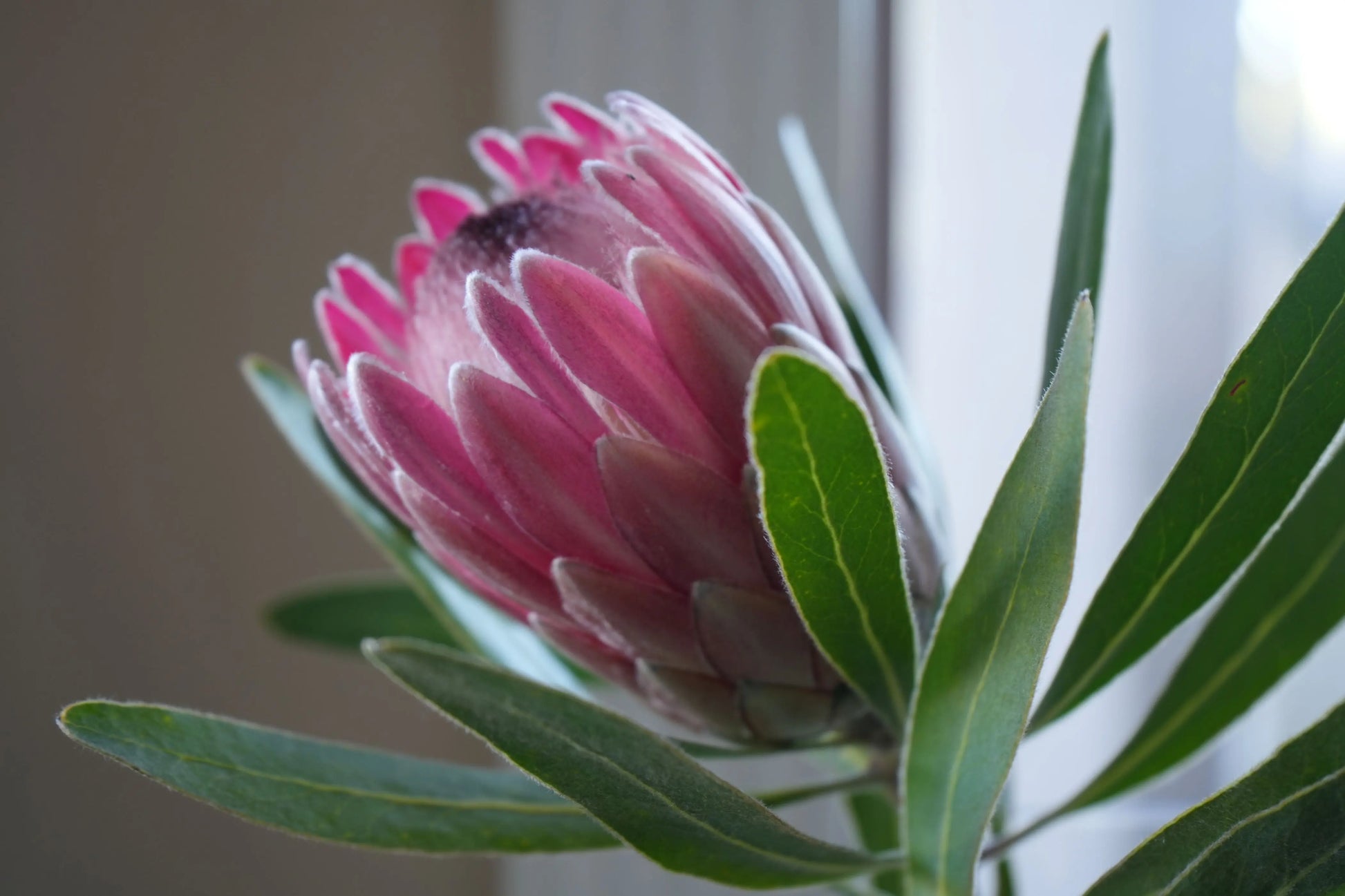 Protea 'Pink Ice': vibrant pink petals and delicate structure flowers Bonte Farm