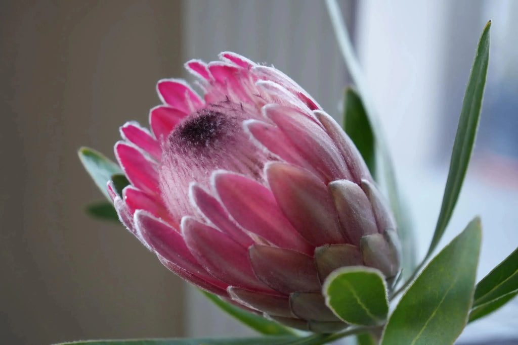 Pink Ice Protea flower with vibrant pink petals and green leaves, close-up view