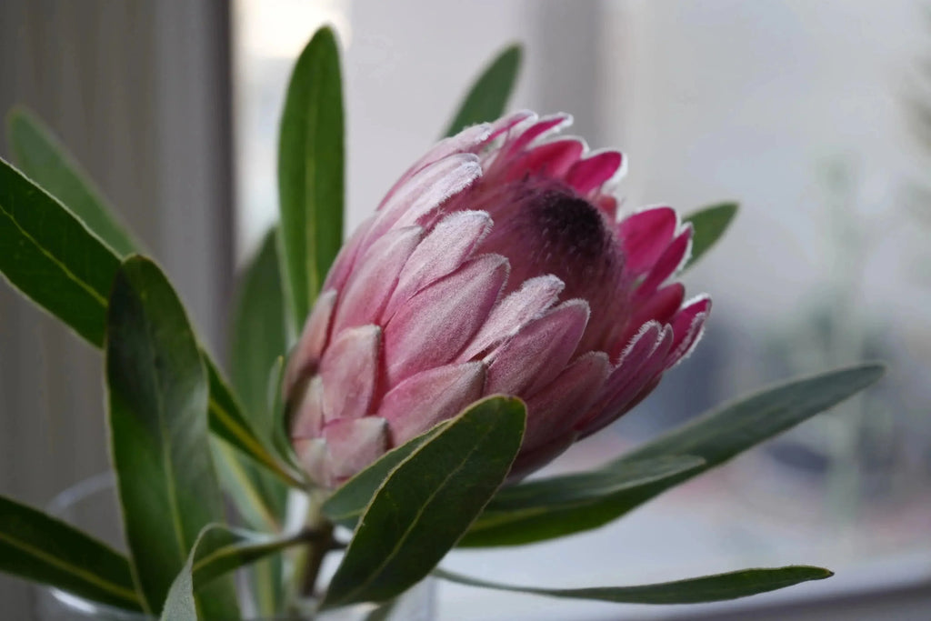 Pink Ice protea flower with vibrant pink petals and green leaves in soft natural light