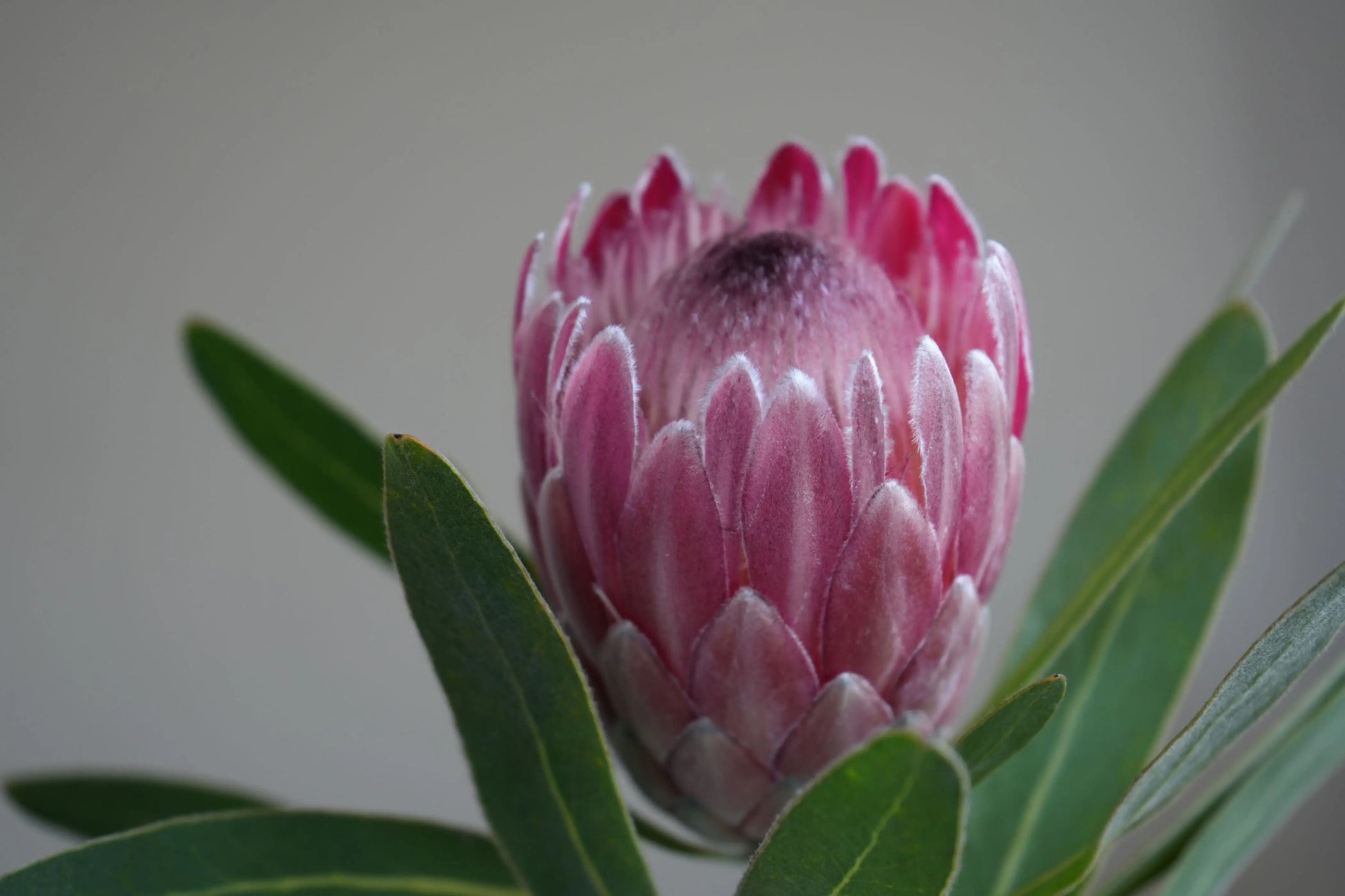 Protea 'Pink Ice': vibrant pink petals and delicate structure flowers Bonte Farm