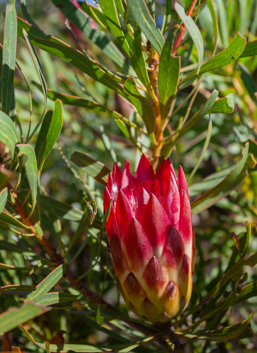 Protea repens Bonte Farm