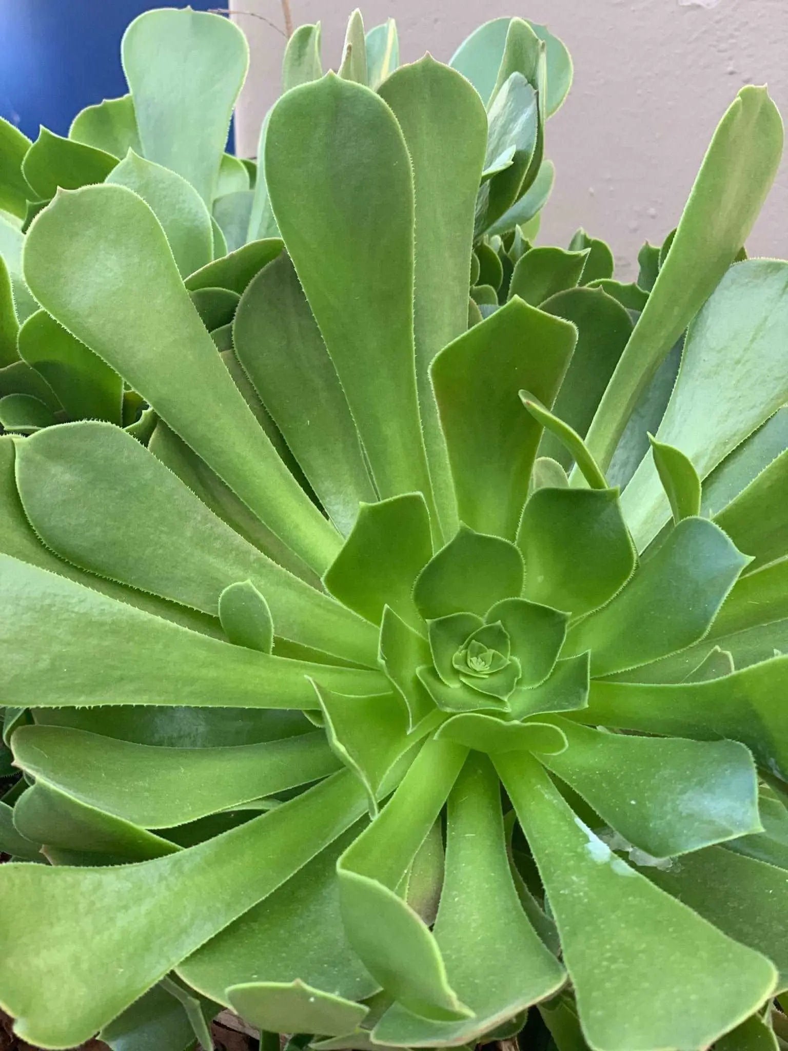 SUCCULENT - Live Echeveria 'Mensa' - Mountain Rose Variety for Stunning Indoor Gardens

Description: - Bonte Farm