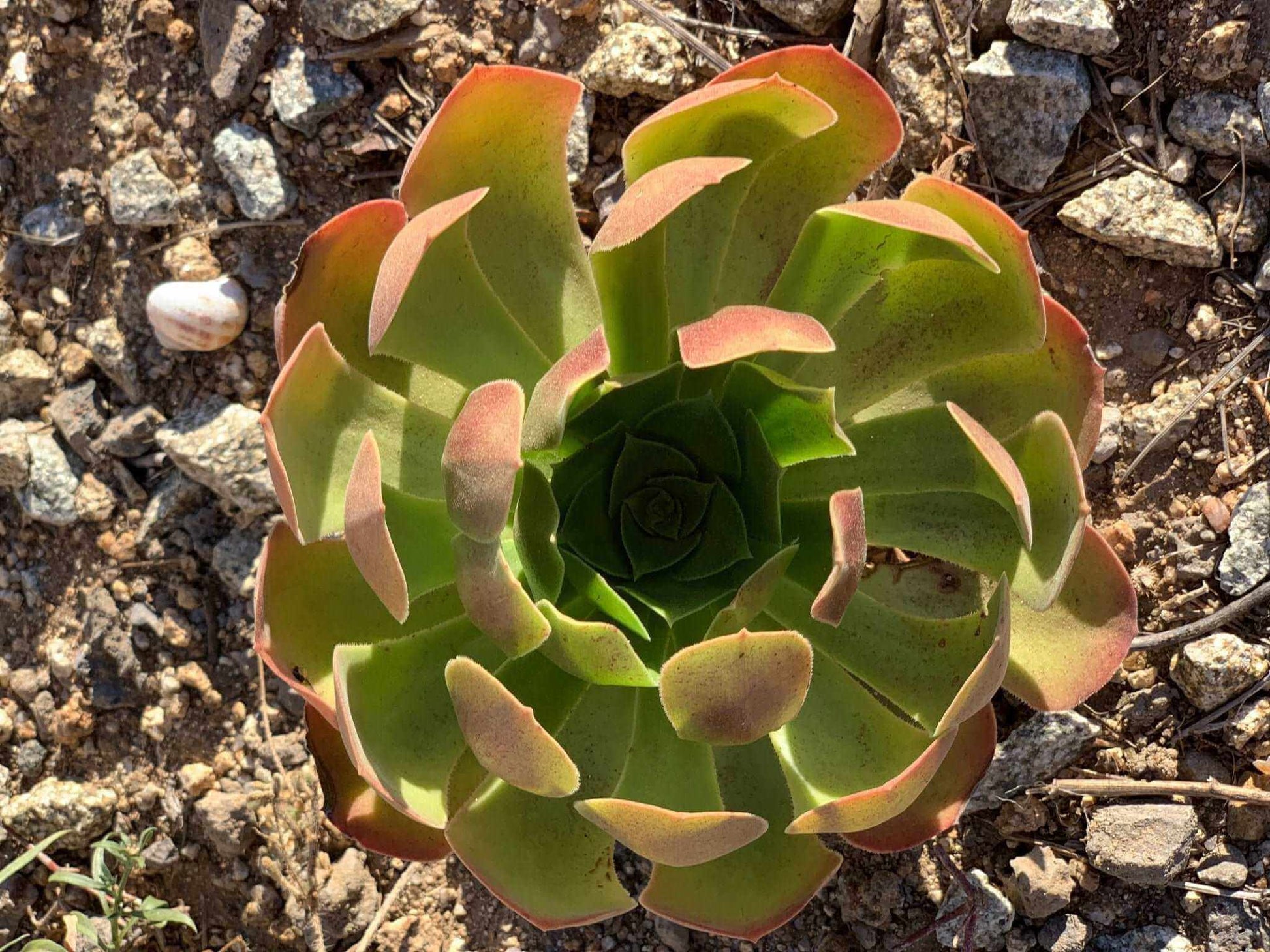 SUCCULENT - Live Echeveria 'Mensa' - Mountain Rose Variety for Stunning Indoor Gardens

Description: - Bonte Farm