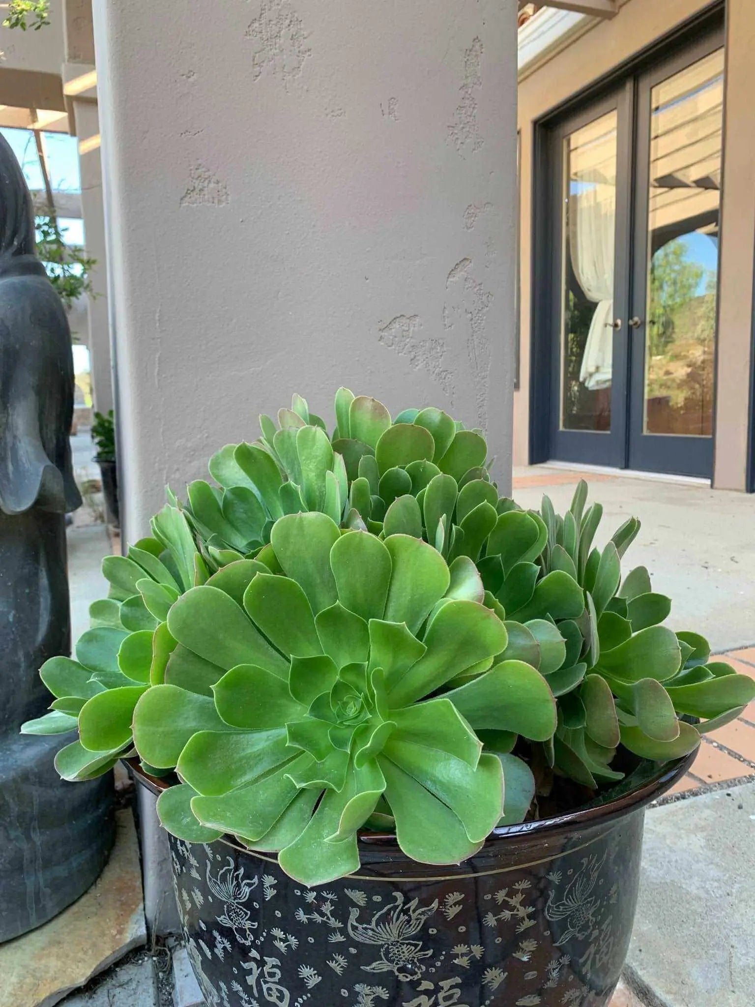 SUCCULENT - Live Echeveria 'Mensa' - Mountain Rose Variety for Stunning Indoor Gardens

Description: - Bonte Farm