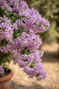 Bougainvillea ‘Lavender’