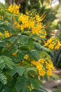 Caesalpinia mexicana (Mexican Bird of Paradise)