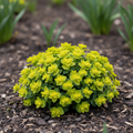 Euphorbia ‘Tiny Treasure’: Compact Chartreuse Spring Spurge