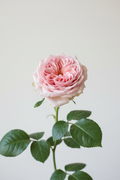 🌹Loves Me, Loves Me Not™: Fragrant Pink and White Rose