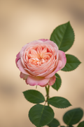 🌹Parfuma® Earth Angel™ Rose: Highly Fragrant Blush Pink Rose